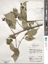 Lonicera maackii image