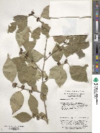 Lonicera maackii image