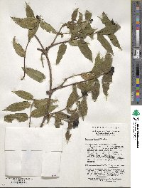 Lonicera acuminata image