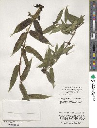 Lonicera acuminata image