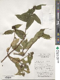 Lonicera acuminata image