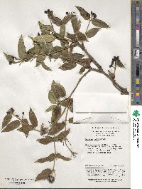 Lonicera acuminata image