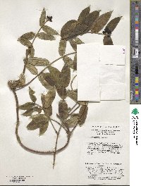 Lonicera acuminata image