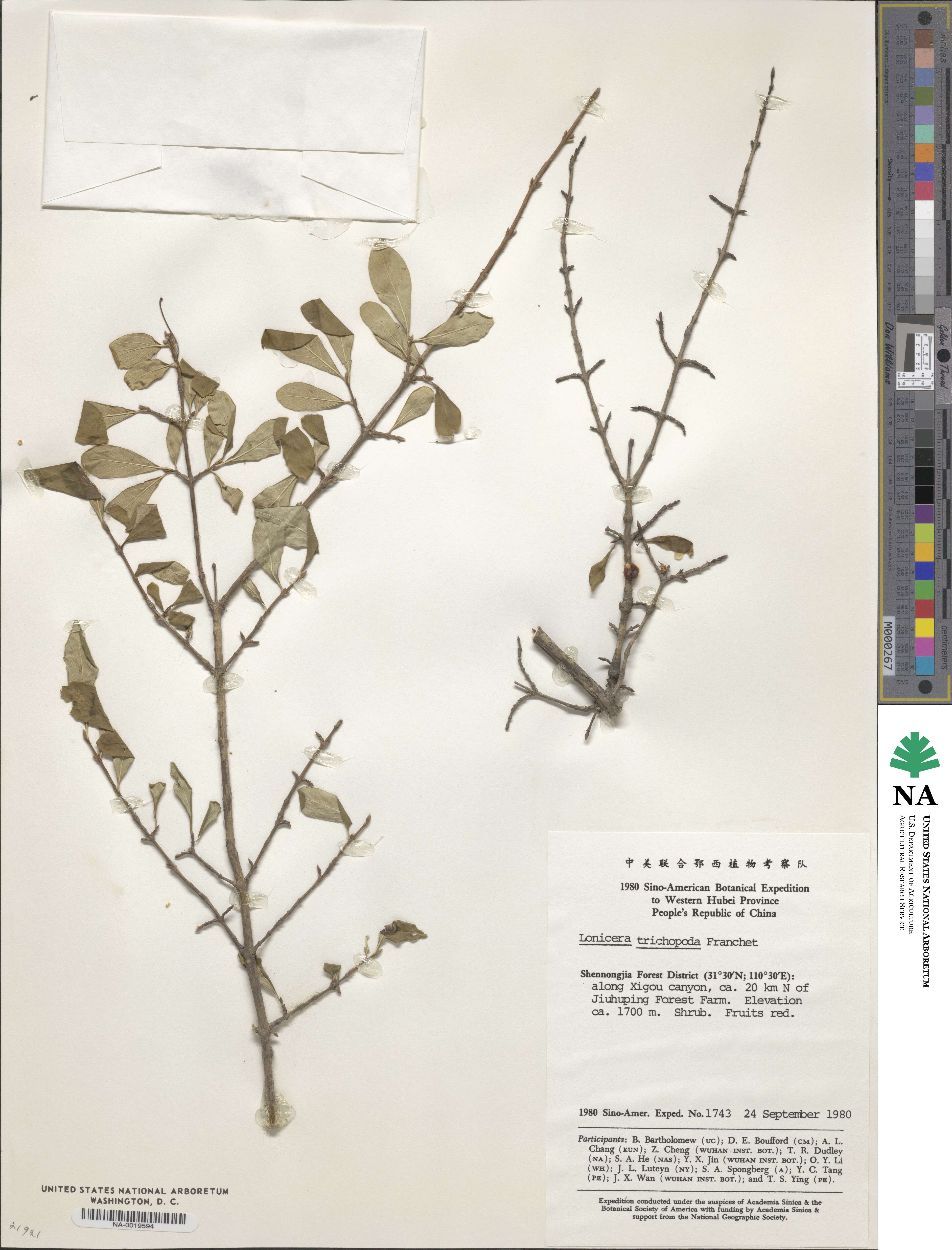 Lonicera tangutica image