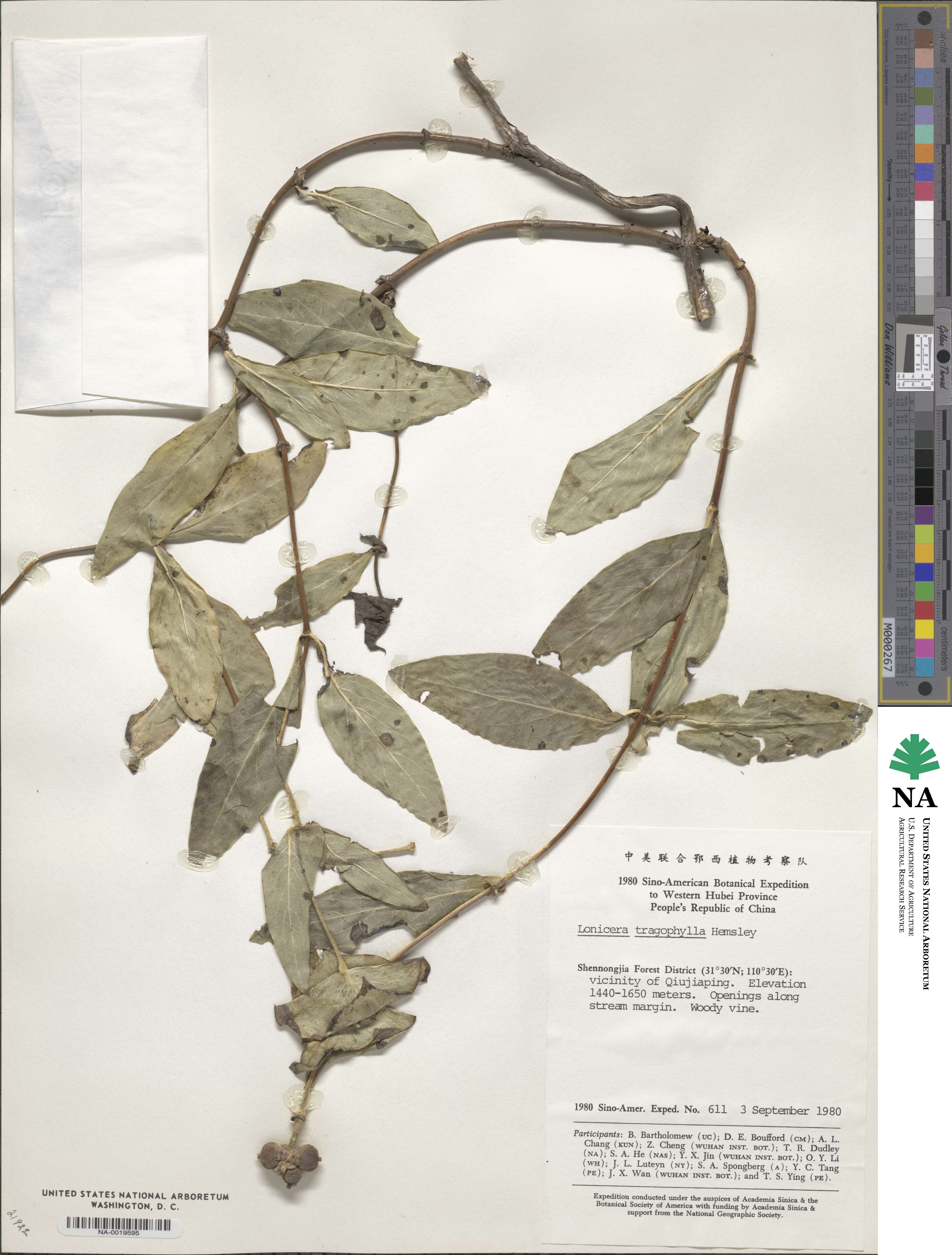 Lonicera tragophylla image