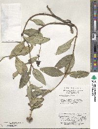 Lonicera tragophylla image