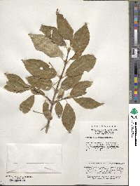 Lonicera webbiana image