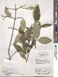 Image of Lonicera gynochlamydea