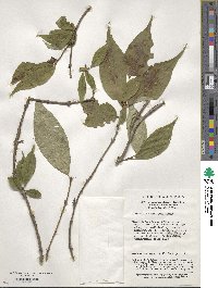 Lonicera gynochlamydea image