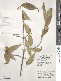 Lonicera gynochlamydea image