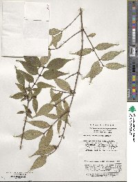 Lonicera gynochlamydea image