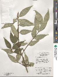 Lonicera gynochlamydea image