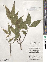 Lonicera gynochlamydea image