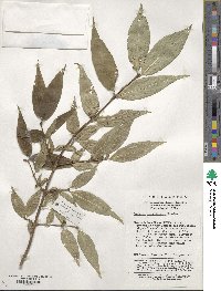 Lonicera gynochlamydea image