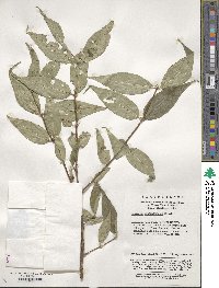 Lonicera gynochlamydea image