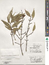 Lonicera gynochlamydea image