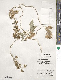 Aconitum hemsleyanum image