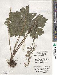 Image of Aconitum scaposum