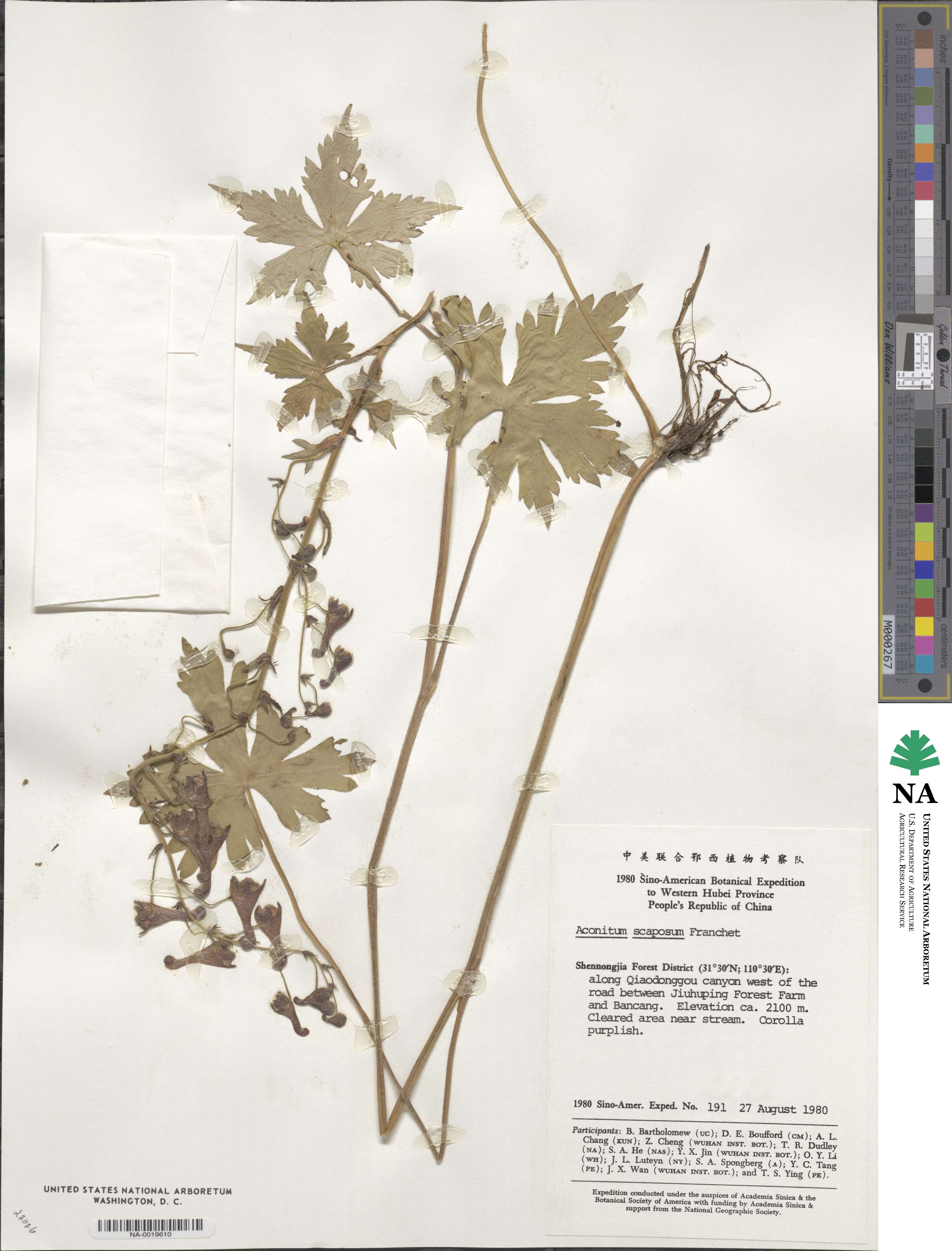 Aconitum scaposum image