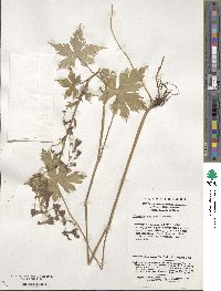 Aconitum scaposum image