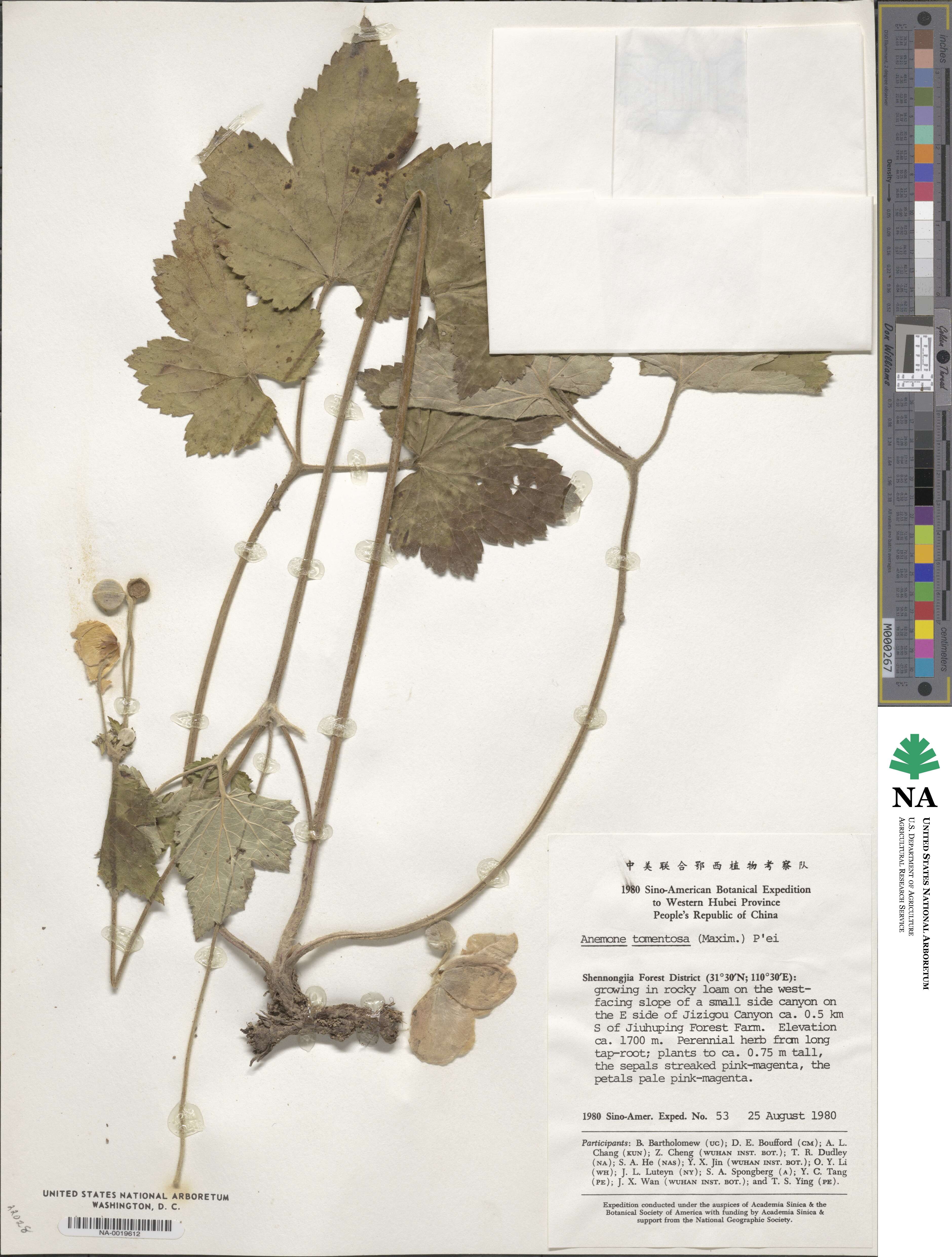 Eriocapitella tomentosa image