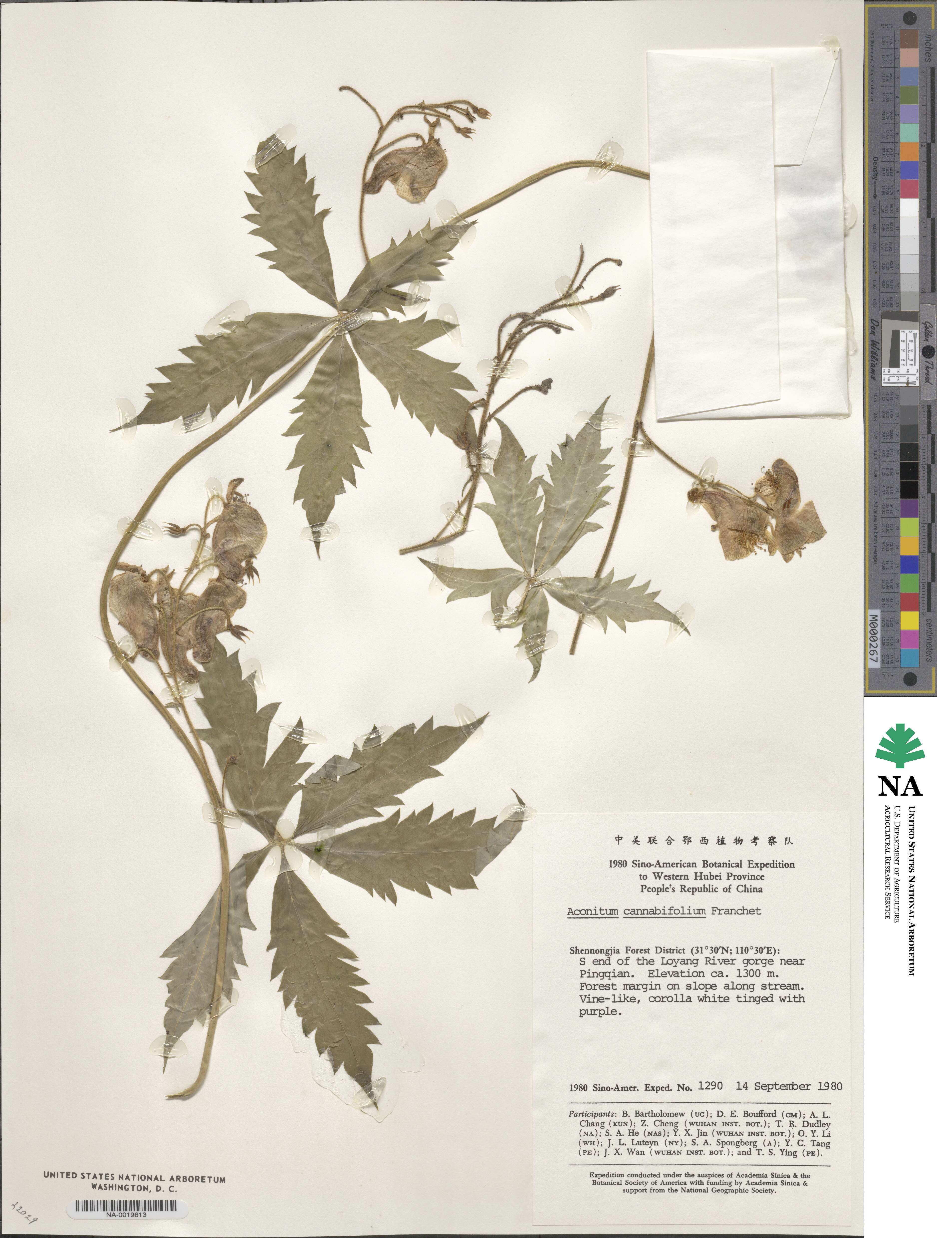 Aconitum cannabifolium image