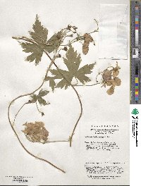 Aconitum hemsleyanum image