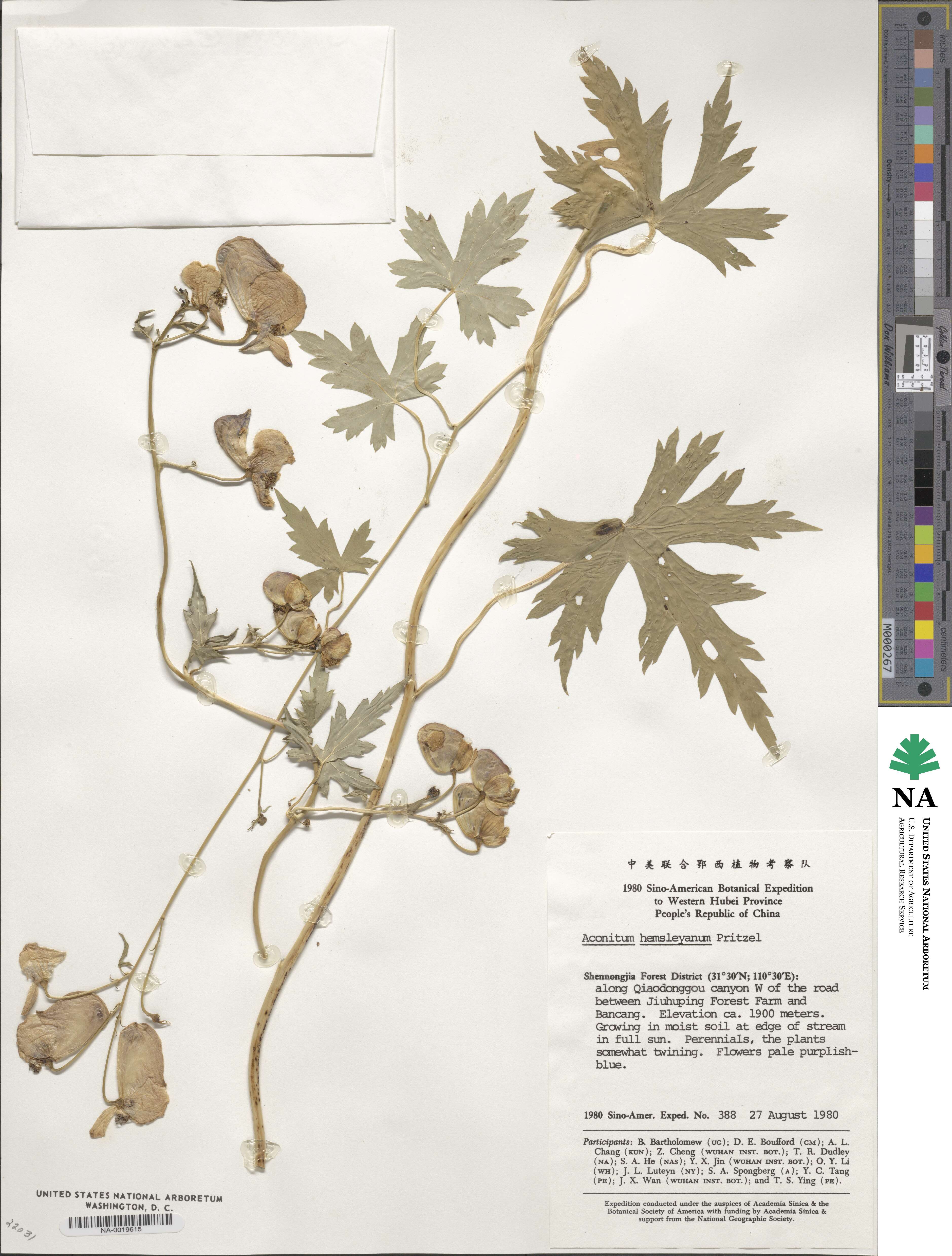 Aconitum hemsleyanum image