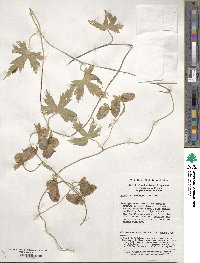 Aconitum hemsleyanum image