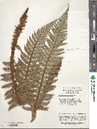 Image of Polystichum neolobatum