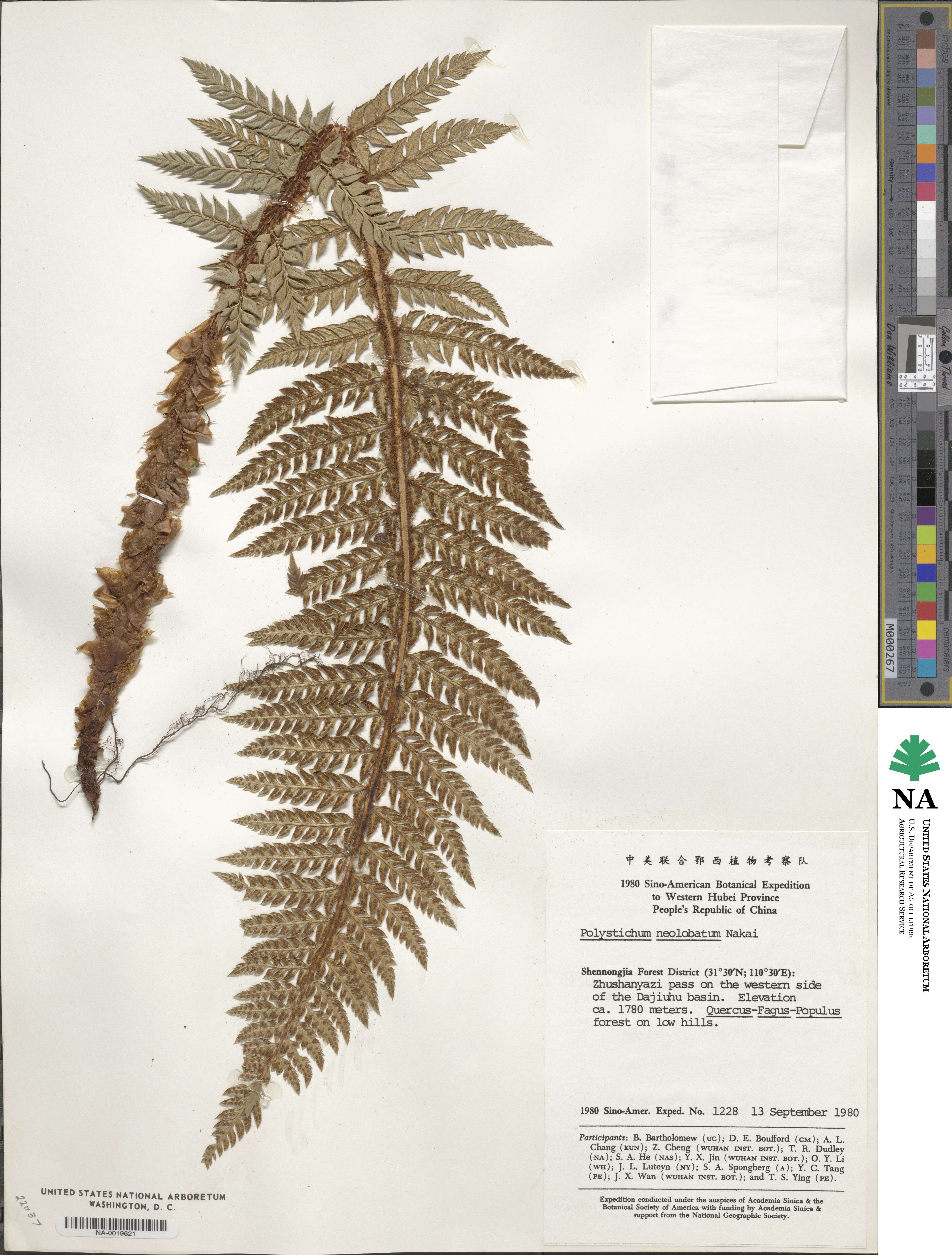 Polystichum neolobatum image