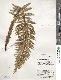 Polystichum neolobatum image