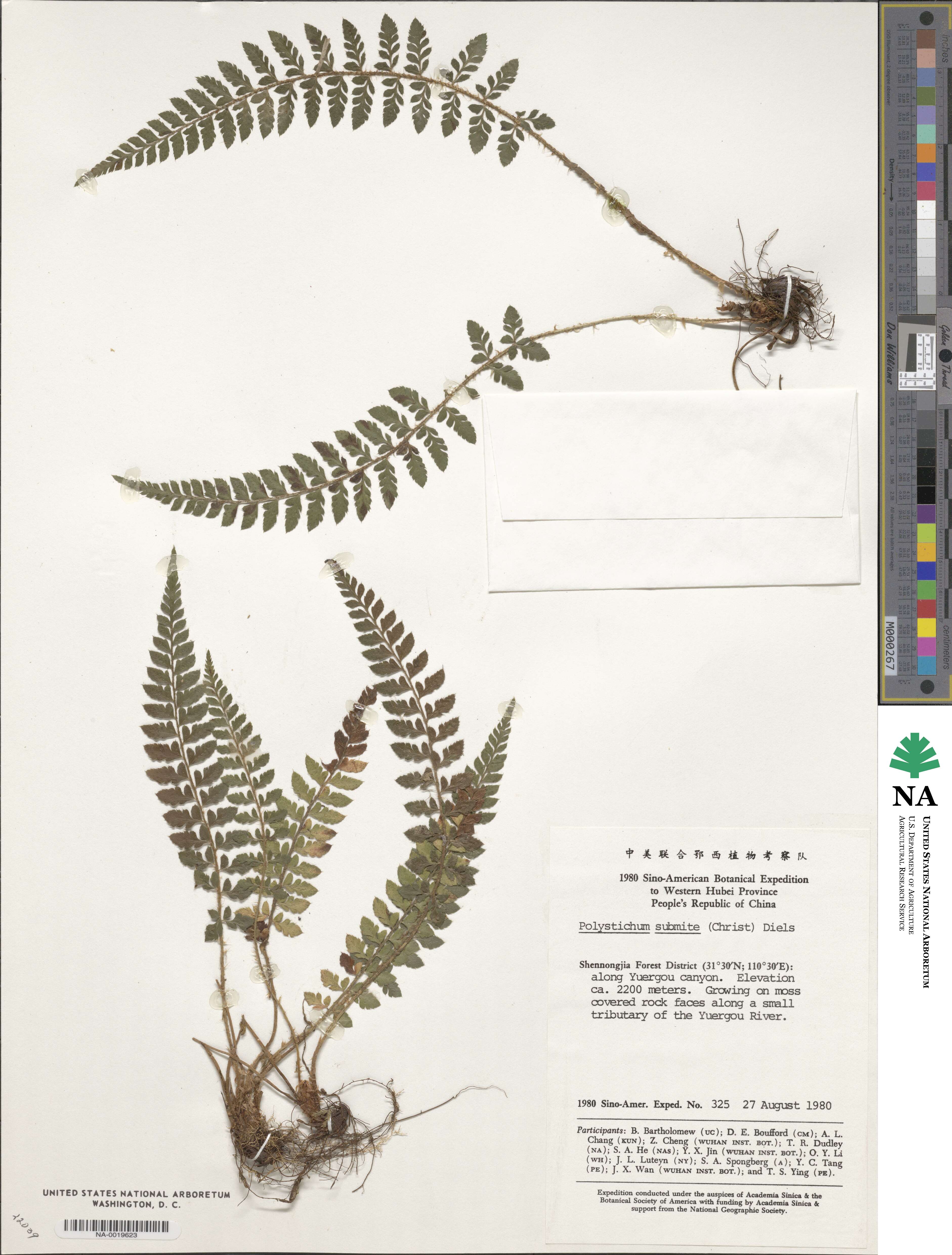 Polystichum submite image