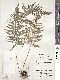 Image of Polystichum luctuosum