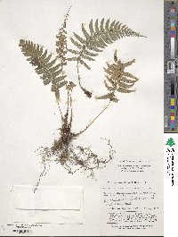 Polystichum luctuosum image