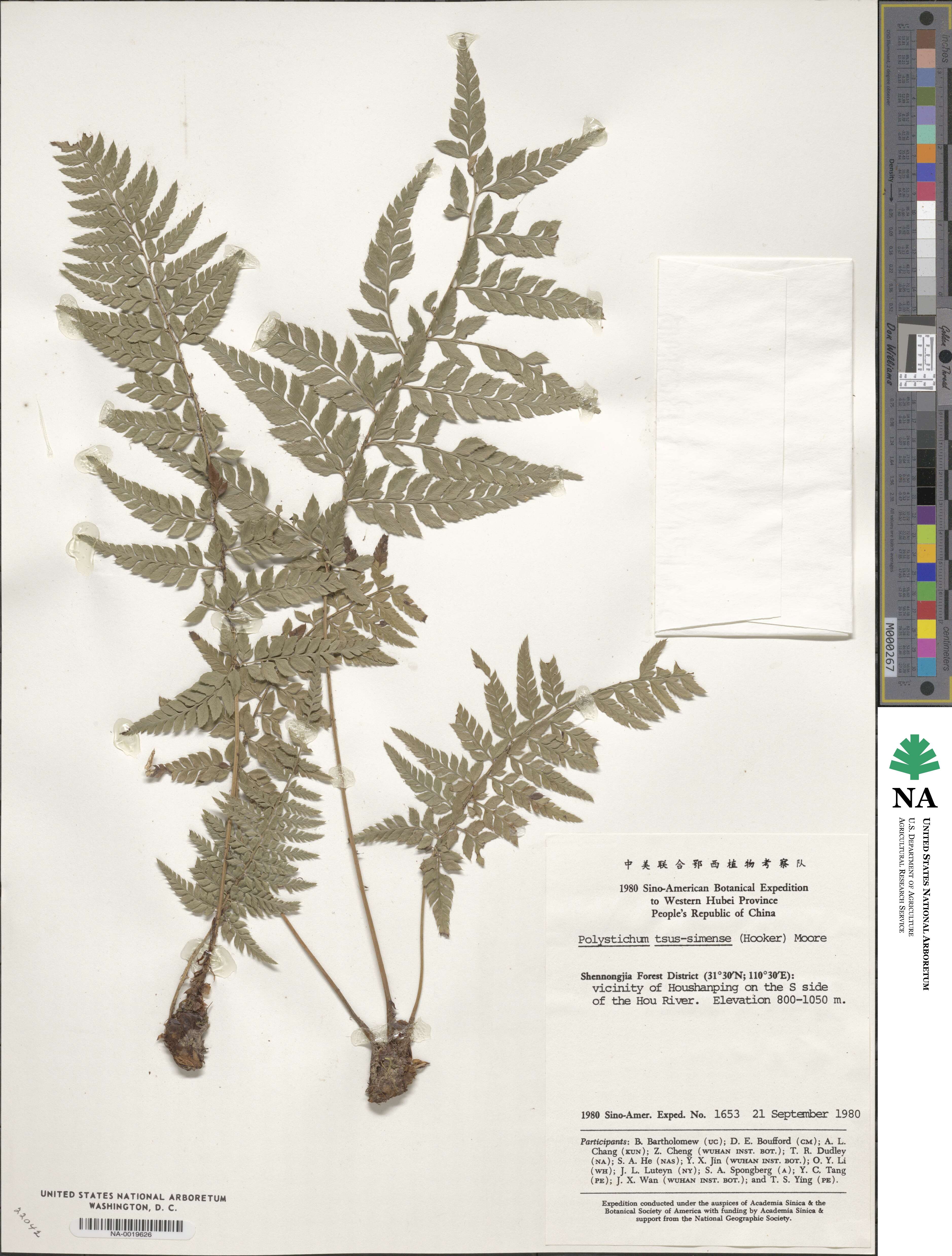 Polystichum luctuosum image