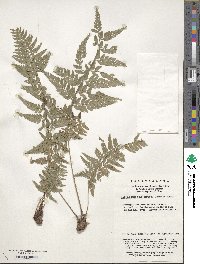 Polystichum luctuosum image