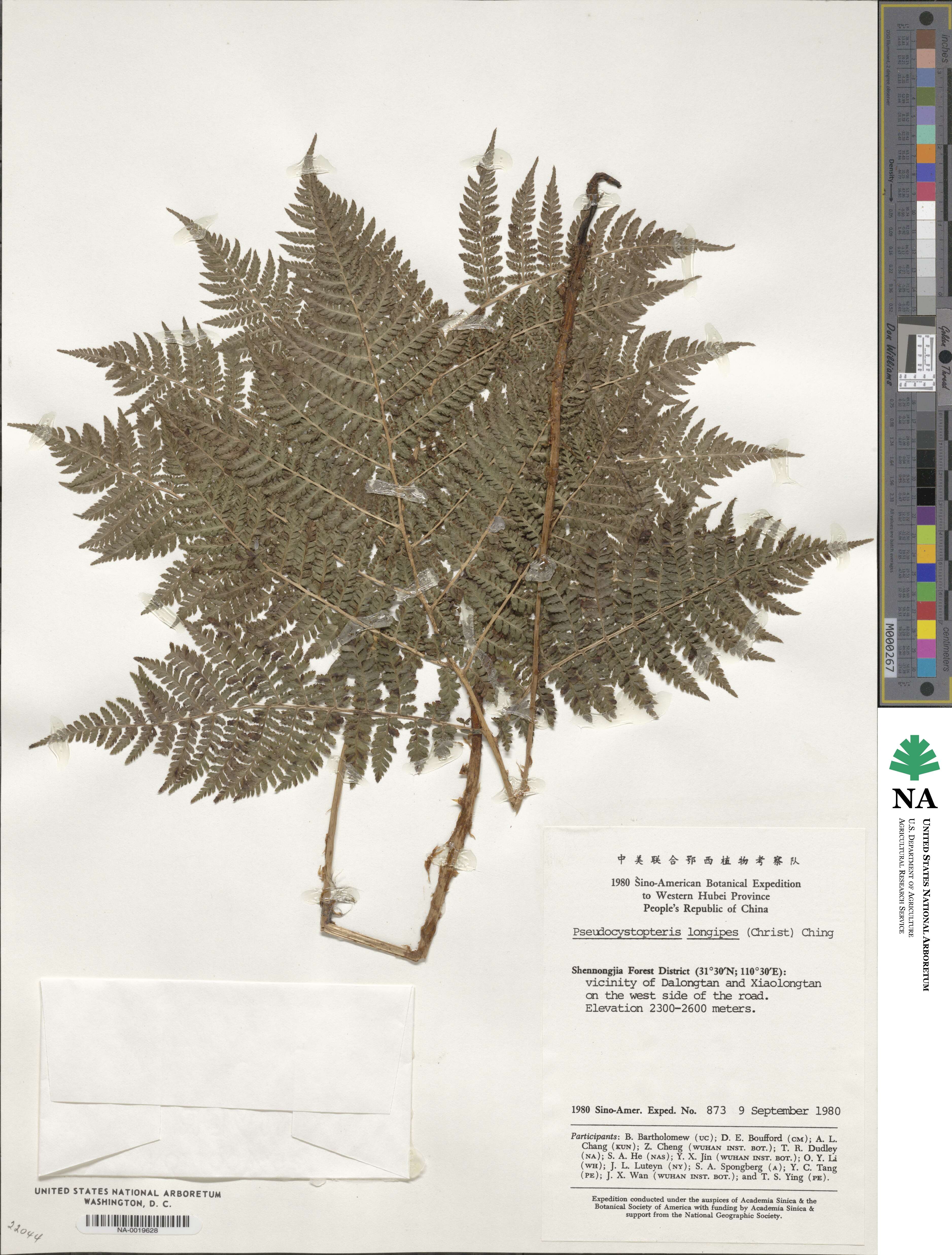 Athyrium spinulosum image