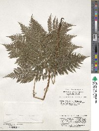 Athyrium spinulosum image