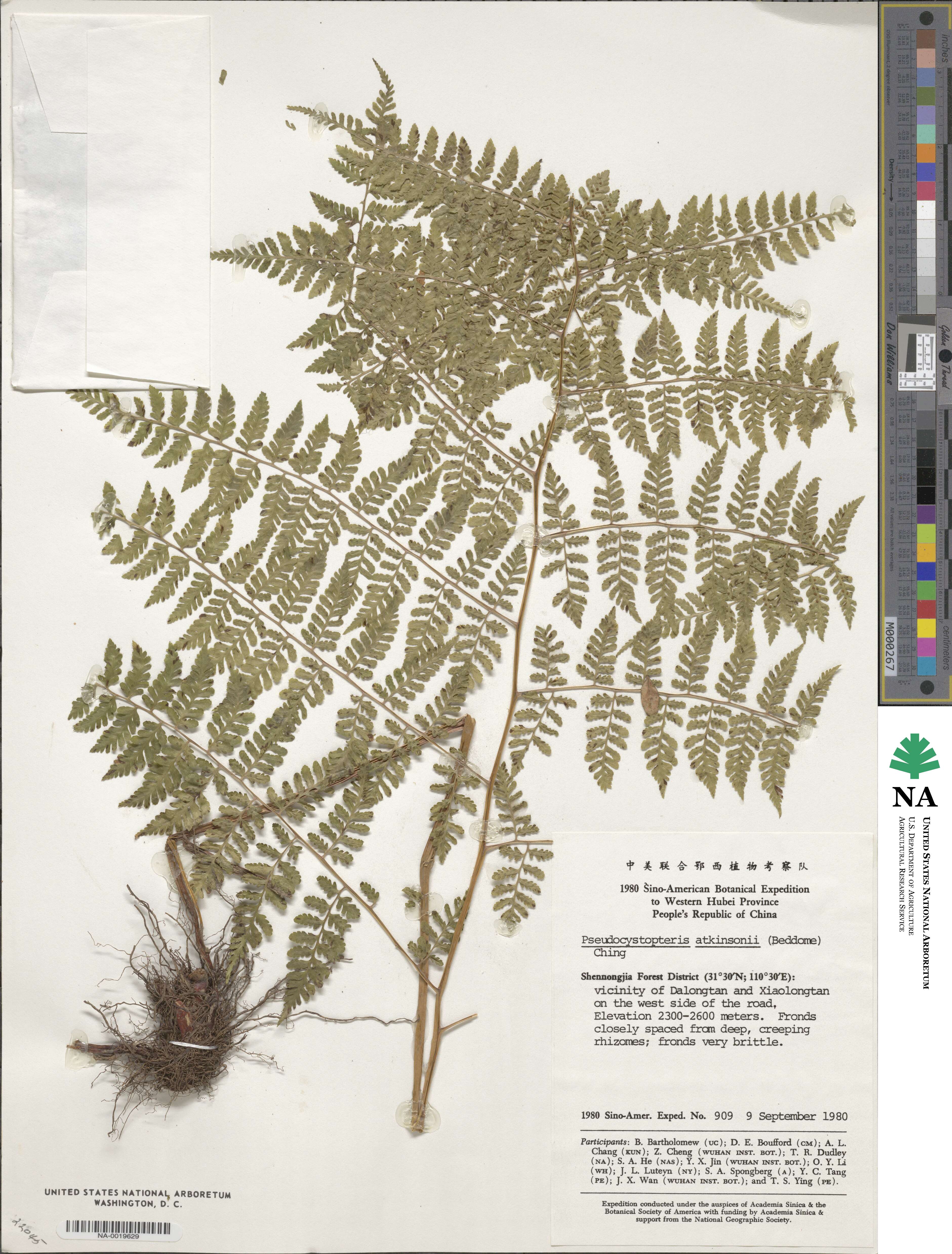 Athyrium atkinsonii image