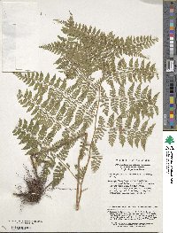 Image of Athyrium atkinsonii