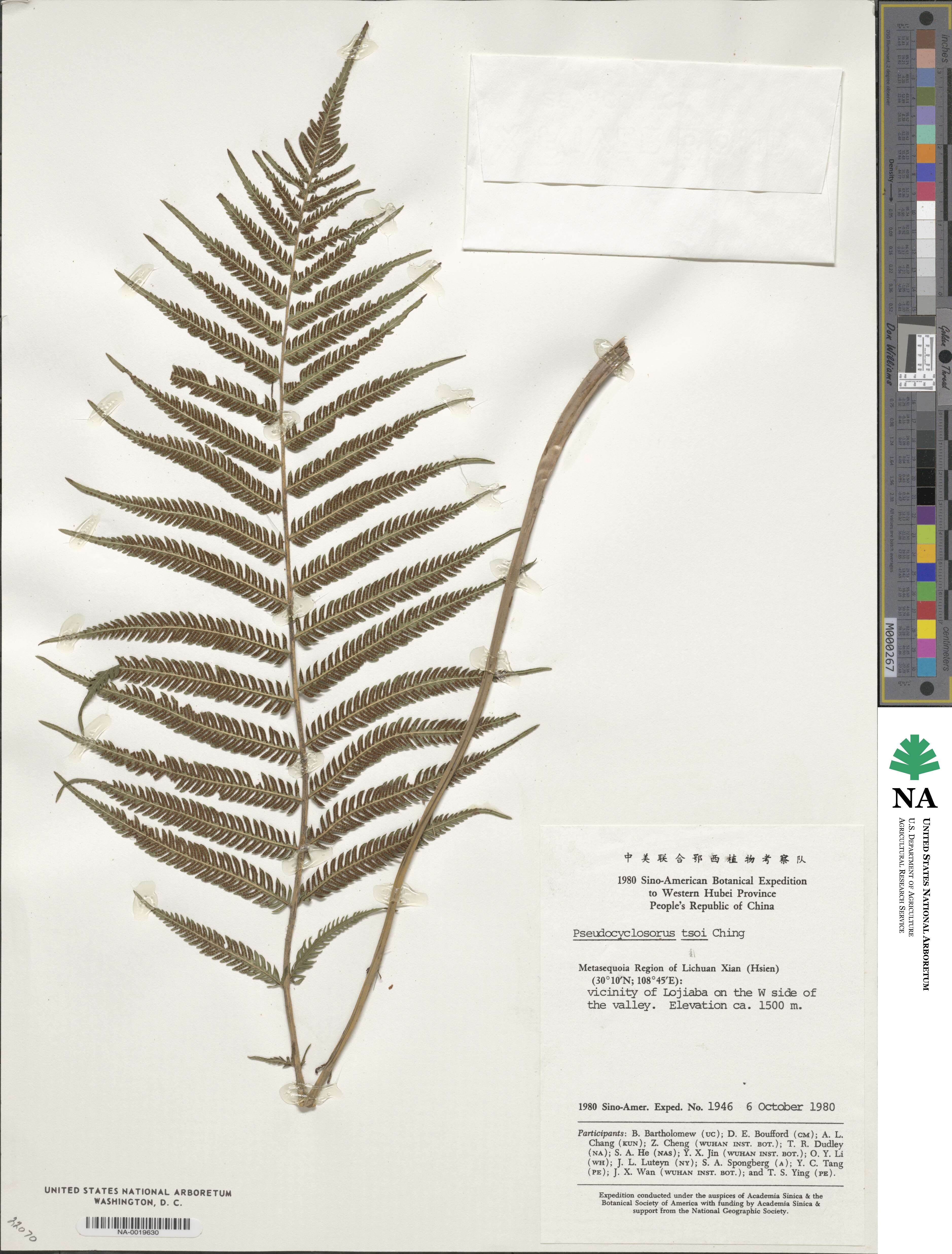 Pseudocyclosorus subochthodes image
