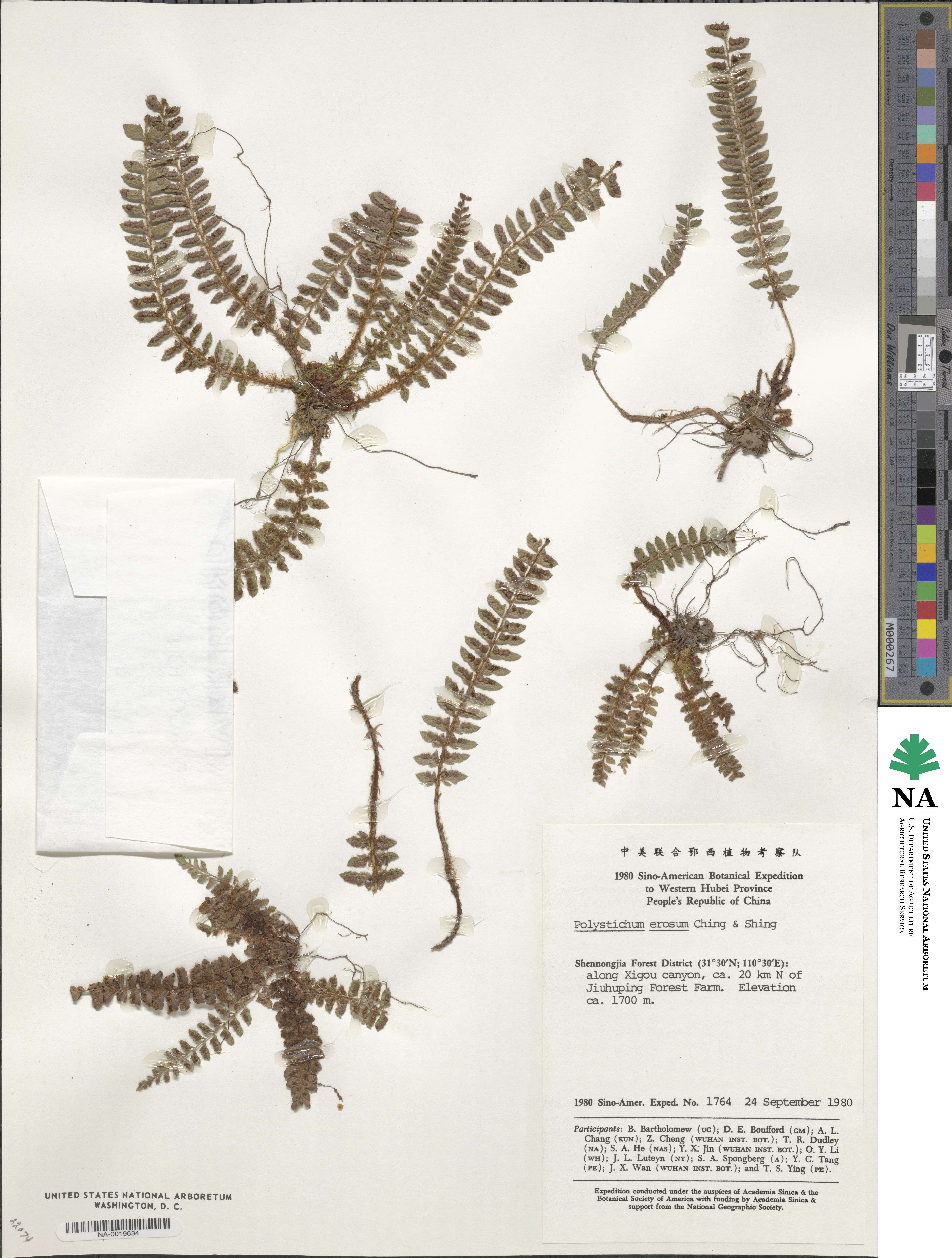 Polystichum erosum image