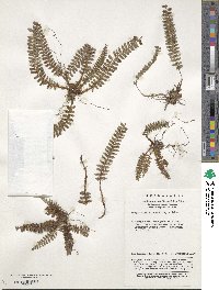 Image of Polystichum erosum