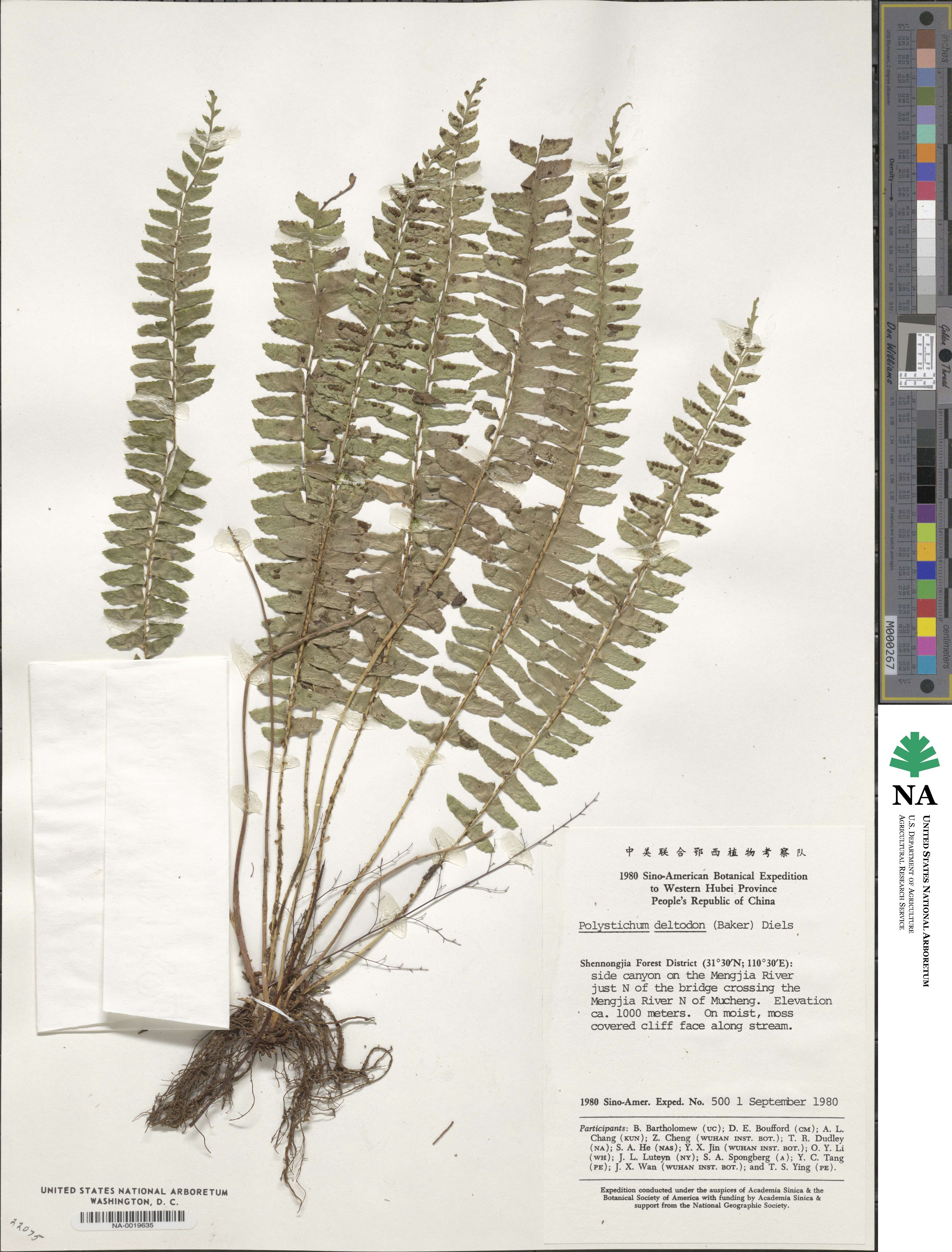 Polystichum deltodon image