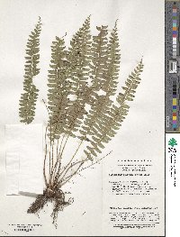 Polystichum deltodon image