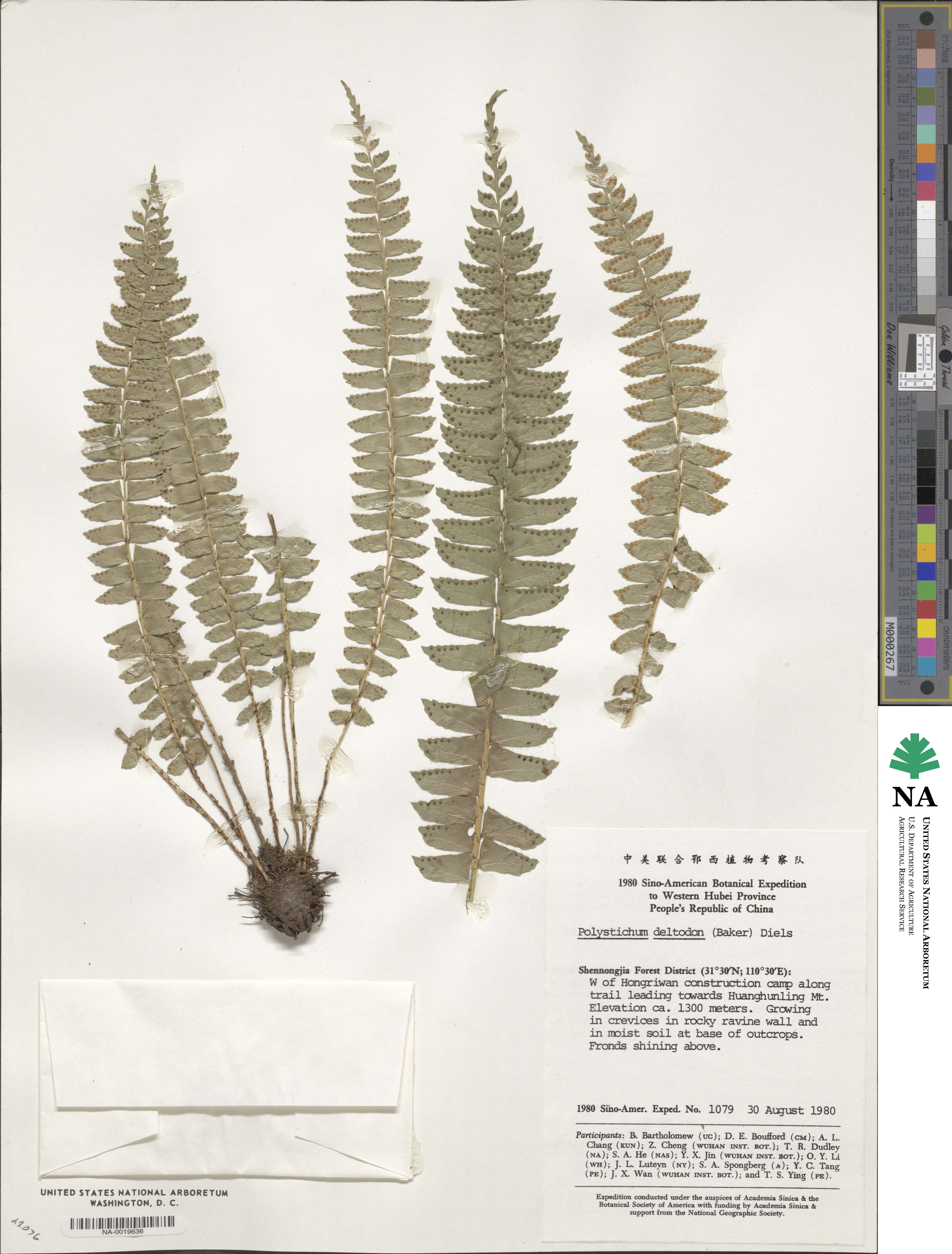 Polystichum deltodon image