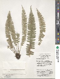 Polystichum deltodon image