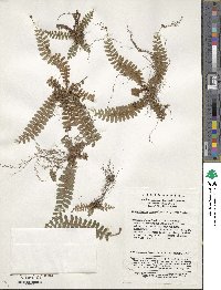 Polystichum craspedosorum image