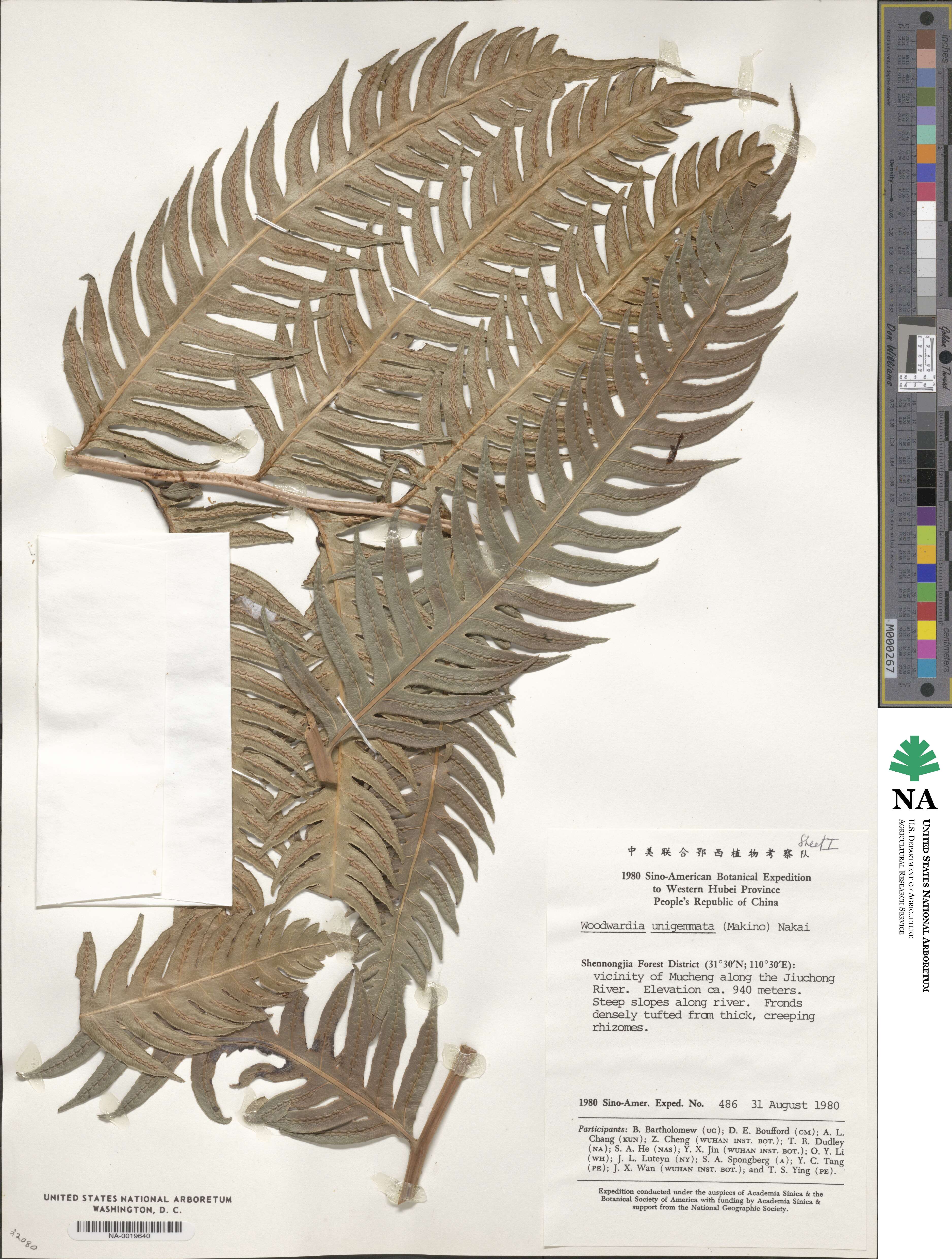 Woodwardia unigemmata image